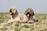 LAGOTTO 117